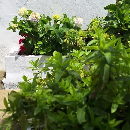 Pateo House Σαλέ Lagoa (Azores)